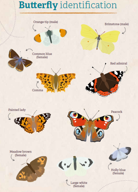 identify-british-butterflies-wildlife-trusts-wales